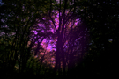 The forest of Monte San Martino at dusk, 2008 (photo by Giuliano Ravazzini)